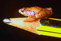 micro grenouille