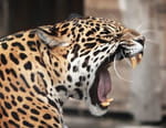 Animal Fight Club