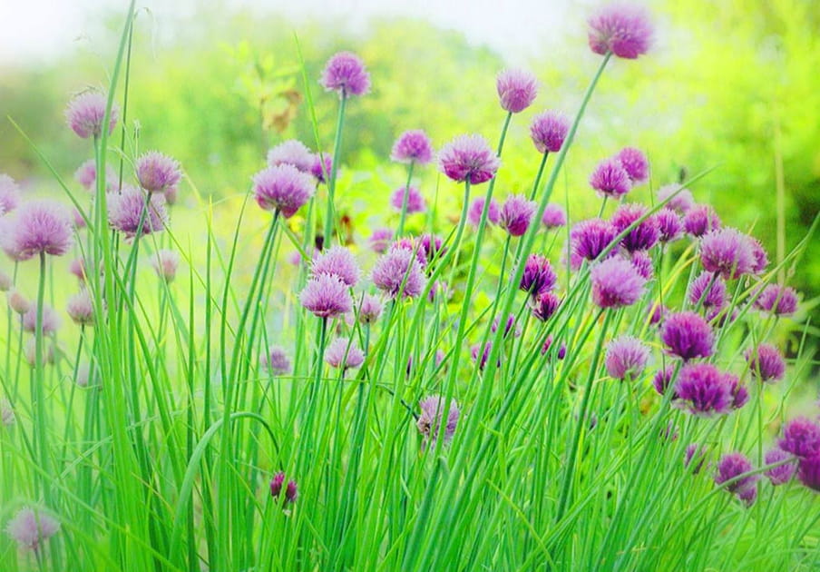 Ciboulette en fleur