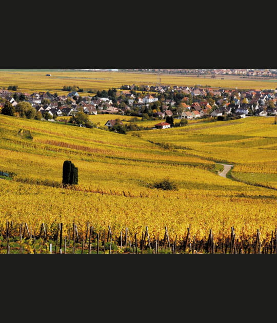 Wintzenheim