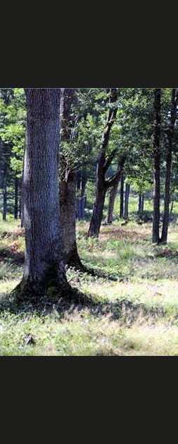 La for&ecirc;t de Tron&ccedil;ais