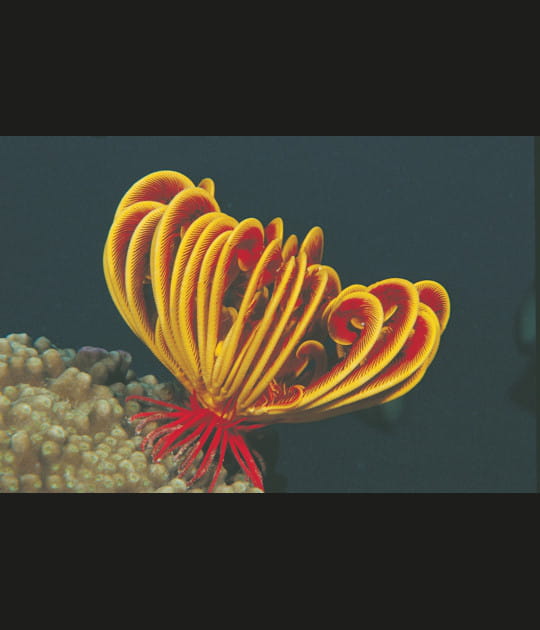 Des &eacute;toiles de mer par centaines