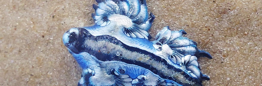 Alerte au dragon bleu sur cette &icirc;le tr&egrave;s appr&eacute;ci&eacute;e des vacanciers&nbsp;: les experts demandent de ne pas s'en approcher