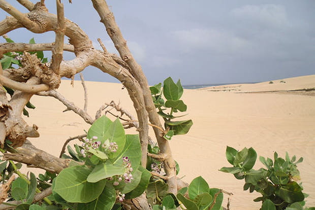 La beauté sauvage du Cap Vert