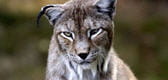 lynx