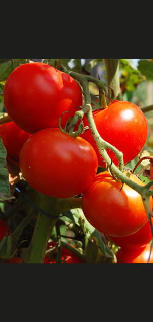 Un plant de tomate pour repousser les gu&ecirc;pes