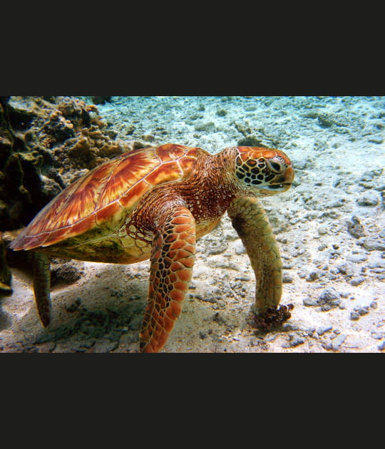 Une tortue caouanne n&eacute;o-cal&eacute;donienne