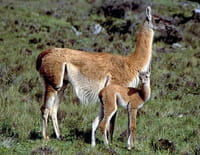 Indonésie sauvage : La Patagonie, terre hostile