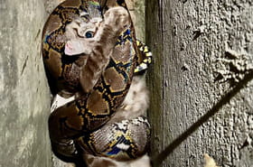Il sauve un chat des griffes d'un python, les images sont spectaculaires