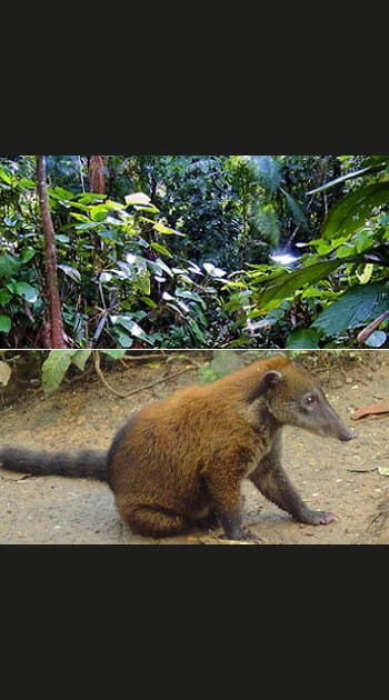 En Am&eacute;rique du Sud, la for&ecirc;t amazonienne