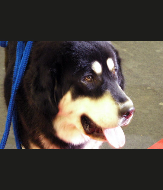 Ancestral dogue du Tibet
