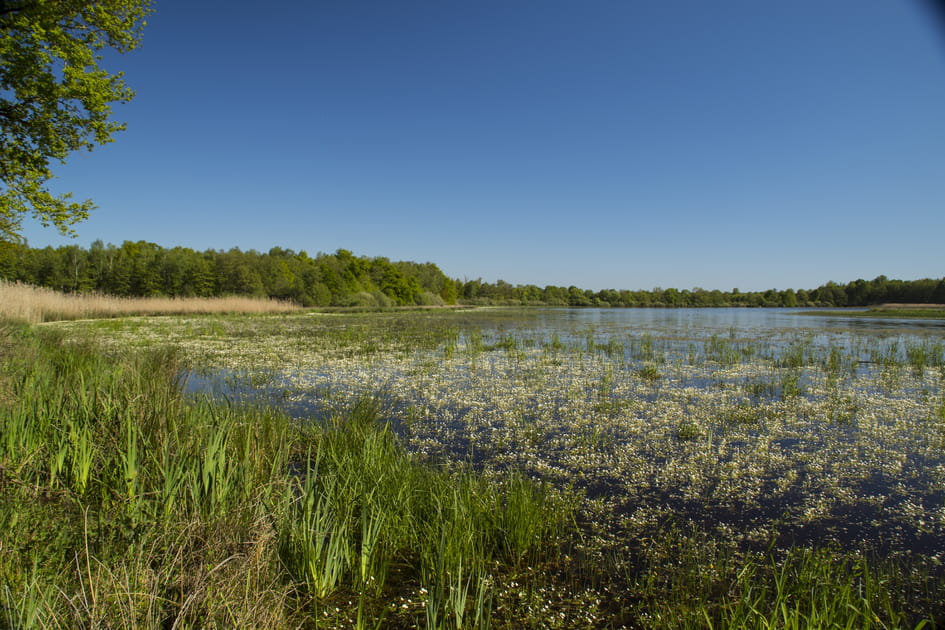 Les &eacute;tangs de la Dombes, le paradis des oiseaux sauvages