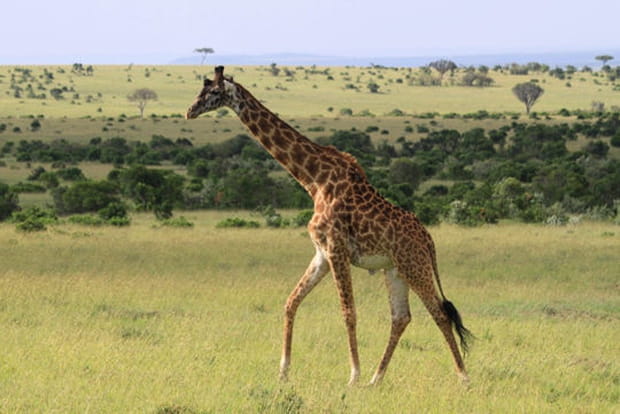 Les gracieuses girafes