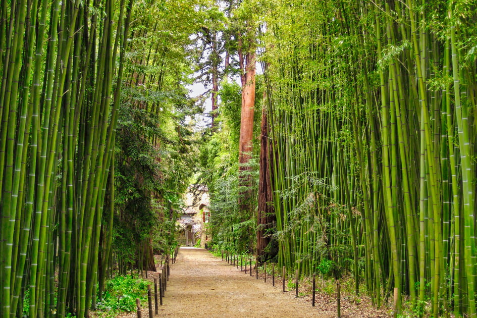 Les C&eacute;vennes japonaises &agrave; la Bambouseraie d'Anduze