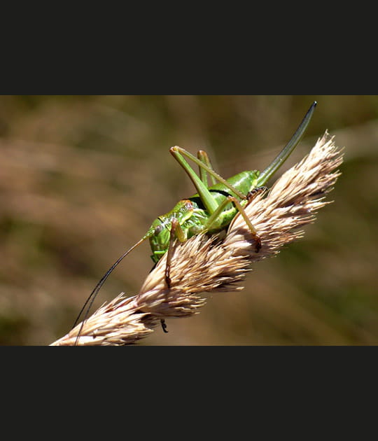 Sauterelle funambule