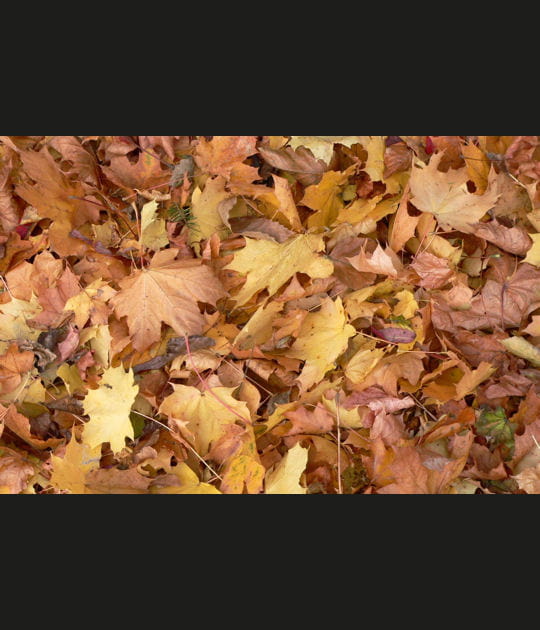 Tapis d'automne