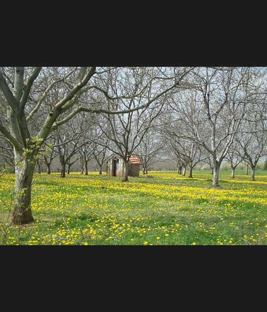 Champ de noyers