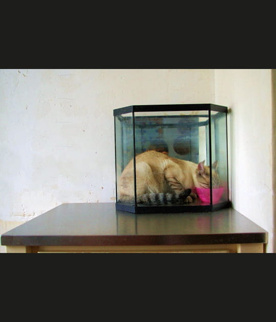 Poisson-chat