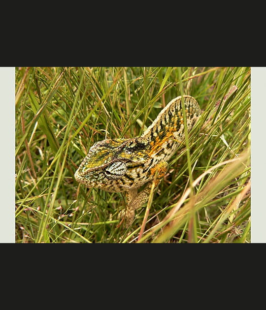 Cam&eacute;l&eacute;on perdu dans l'herbe haute