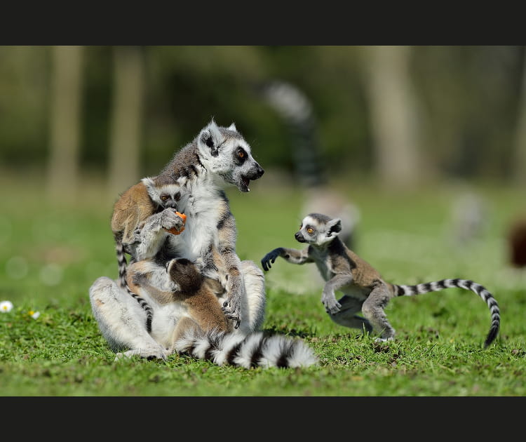 Petits makis au Parc des F&eacute;lins