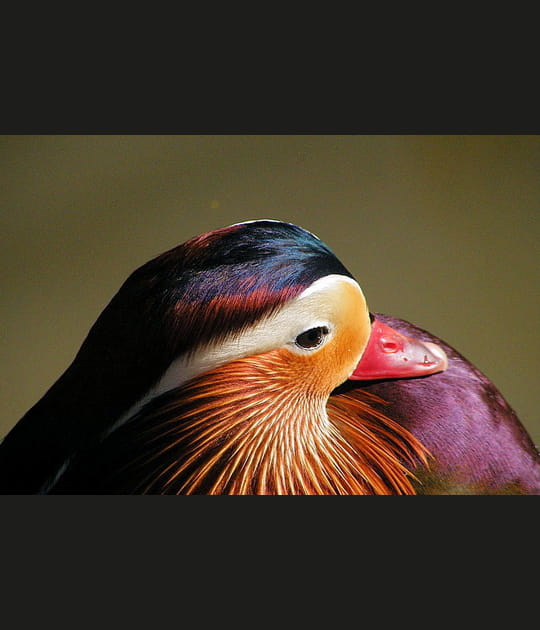 Un mandarin timide