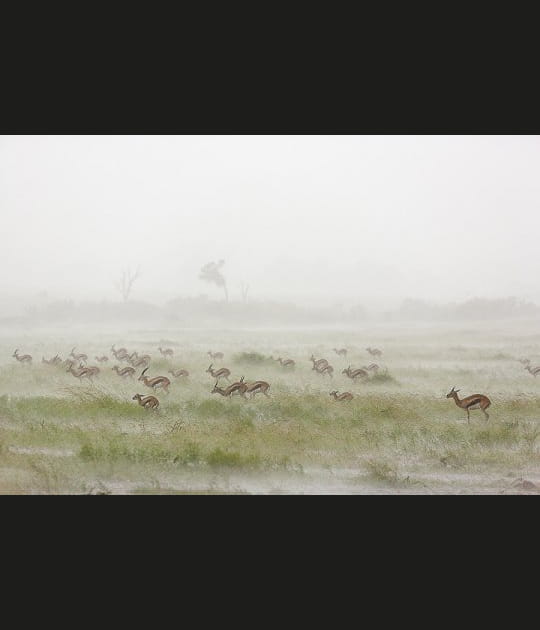 Gazelles de Thomson dans la brume