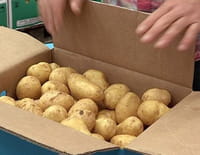 La pomme de terre dans tous ses états