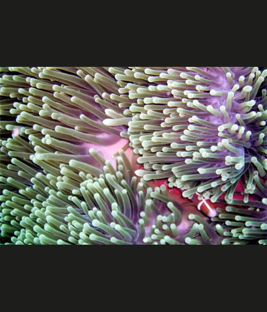 La grande barri&egrave;re de corail