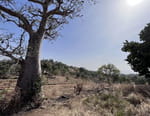 Les arbres-dieux du pays des pierres