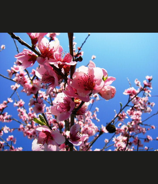 Printemps fleuri