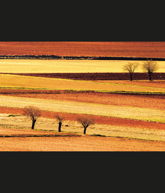 Les champs en automne