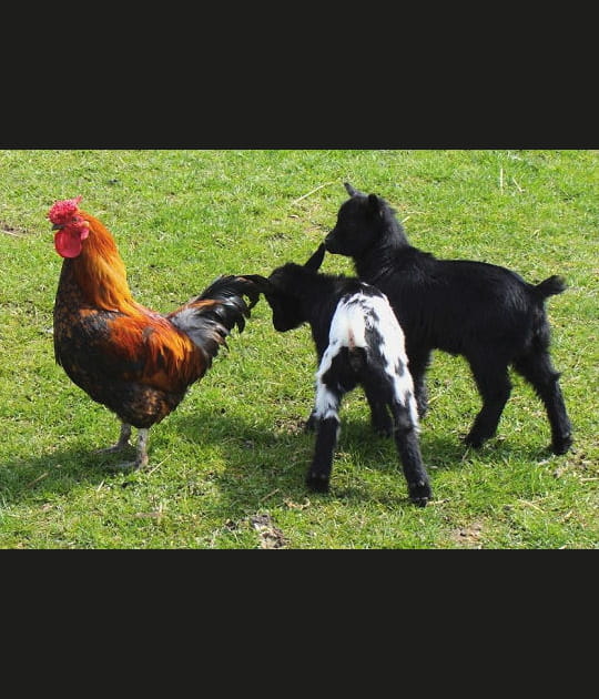 A la ferme