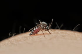 Dengue&nbsp;: plus de 20&nbsp;cas autochtones d&eacute;tect&eacute;s et plus de 2&nbsp;000&nbsp;cas import&eacute;s en m&eacute;tropole en 2025