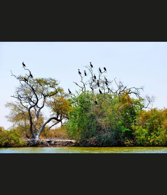 Les cormorans semblent fleurir sur les arbres