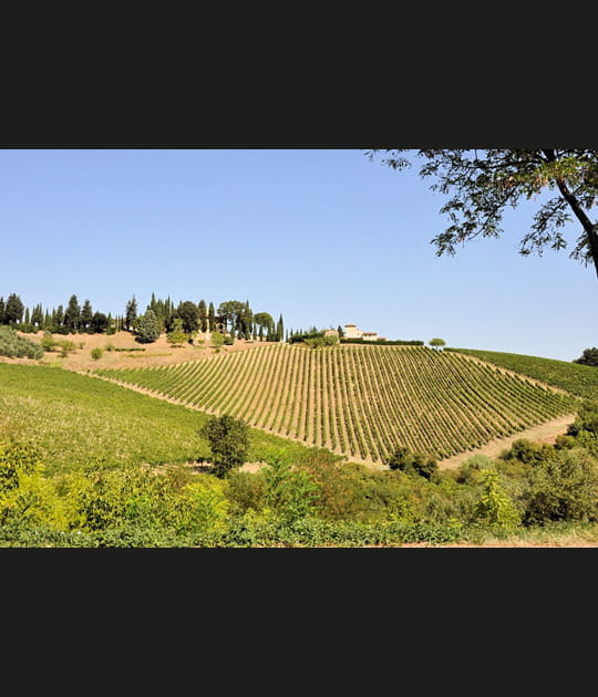 Vignobles de Toscane