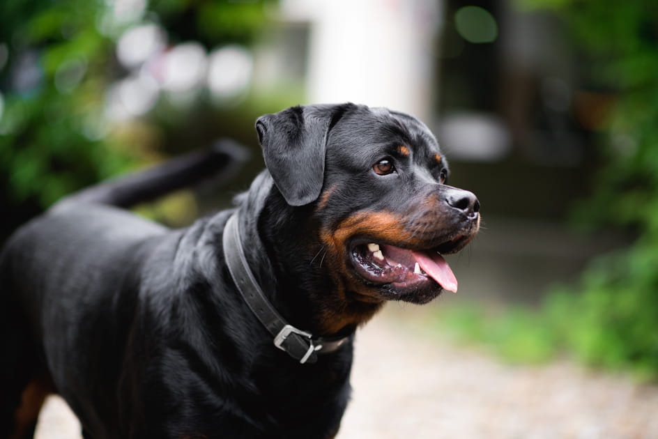 Rottweiler&nbsp;: c'est la deuxi&egrave;me race de chien la plus protectrice en raison de sa combinaison de force et de loyaut&eacute;.
