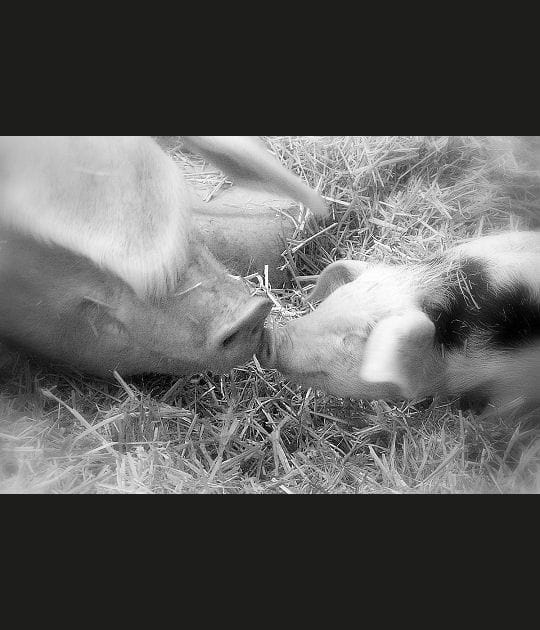 L'instant de tendresse