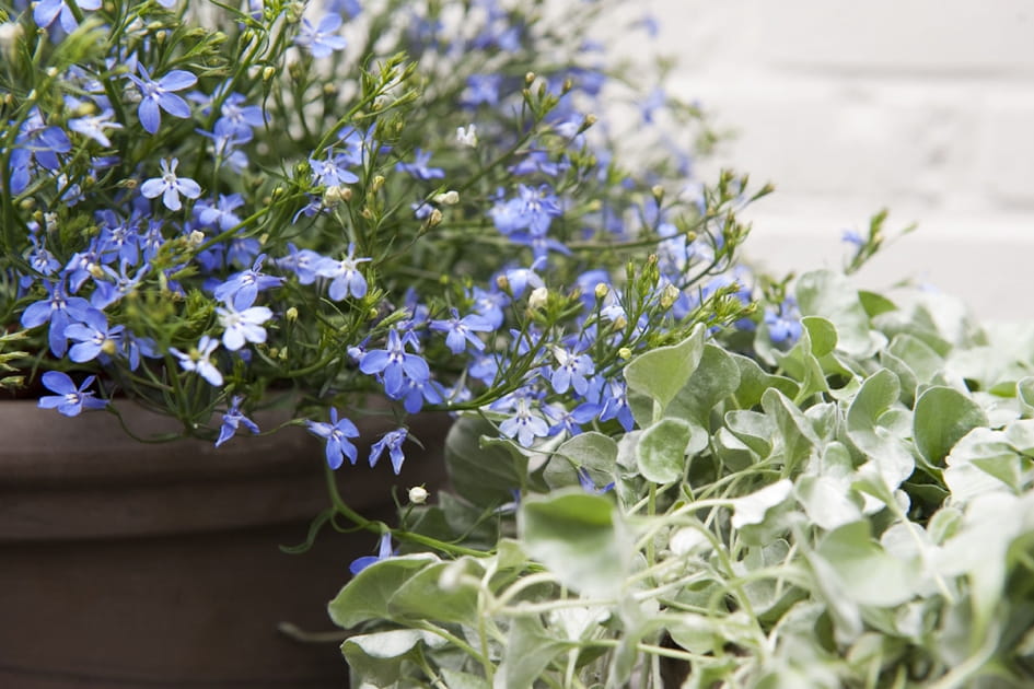 Le lobelia, parfait &agrave; suspendre ou dans des massifs