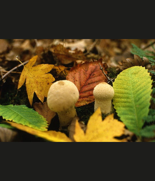 Un d&eacute;lice de sous-bois