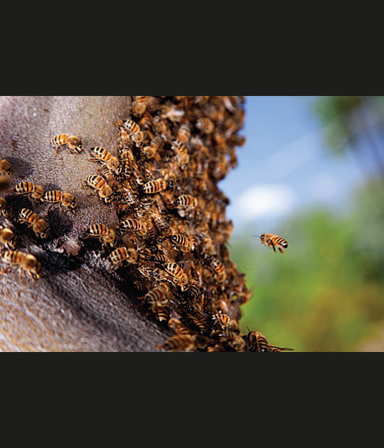 L'abeille ouvri&egrave;re porte bien son nom