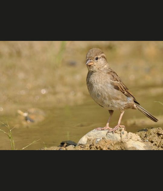 Attendrissant moineau