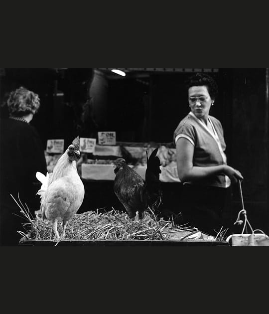 La poule gauloise