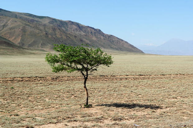 Plaines arides du Kazakhstan
