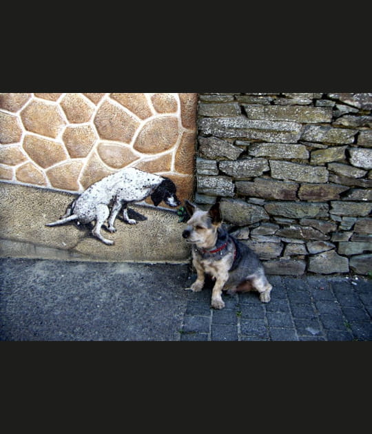 Le chien qui murmurait &agrave; l'oreille des chiens