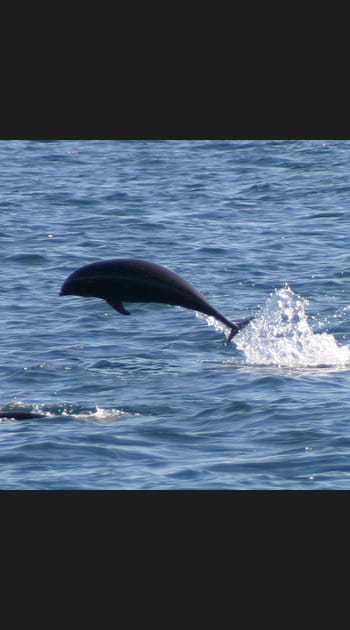 Dauphin du Nord