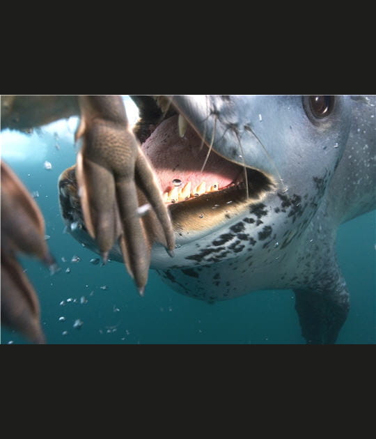 1er prix reportage &quot;Nature&quot;