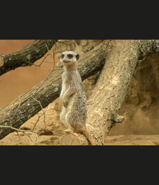 Suricate