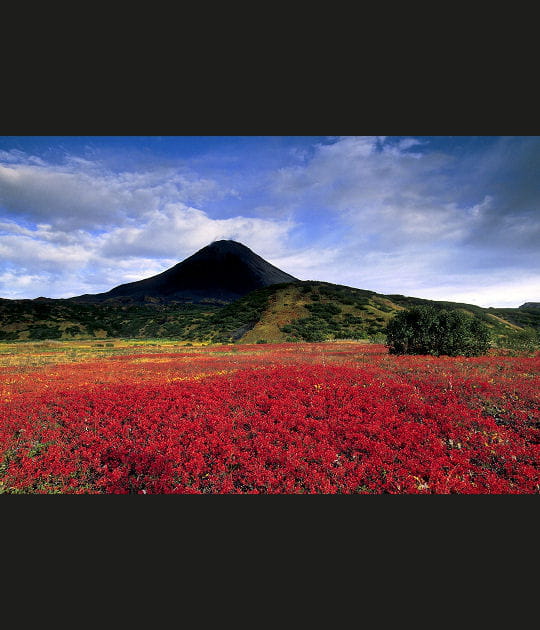 Vaste champ de myrtilles