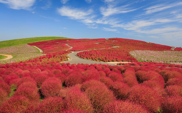 Le parc Hitachi Seaside à Hitachinaka