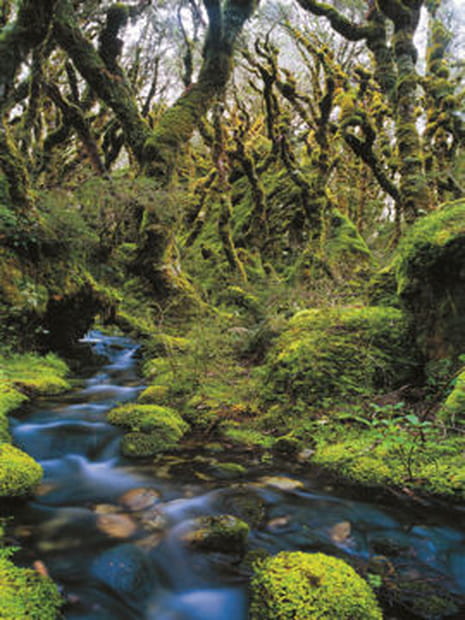 Au royaume des Ents dans le Fiordland